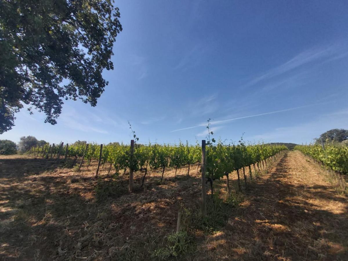 Tenuta Santa Maria Villa Campagnatico Kültér fotó