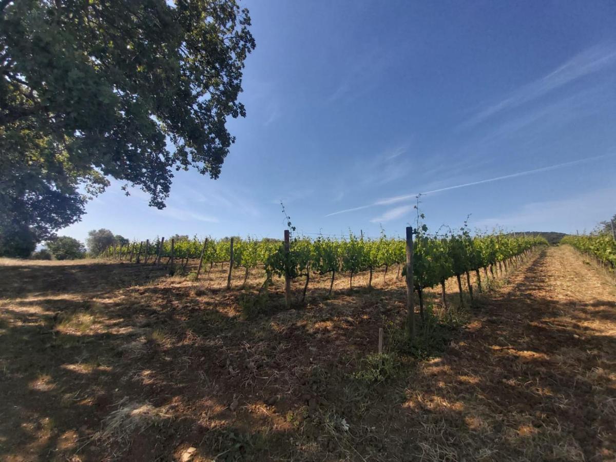 Tenuta Santa Maria Villa Campagnatico Kültér fotó